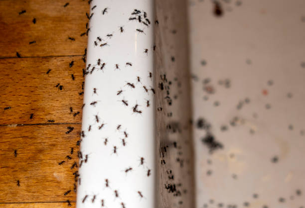 Best Wildlife Control Services  in Attica, IN