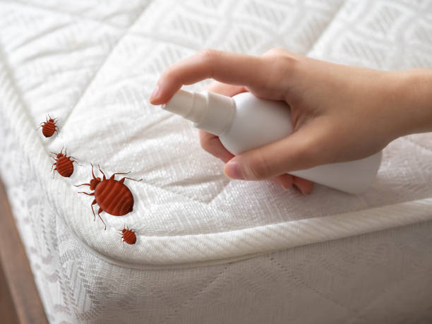 Best Spider Control Near Me  in Attica, IN