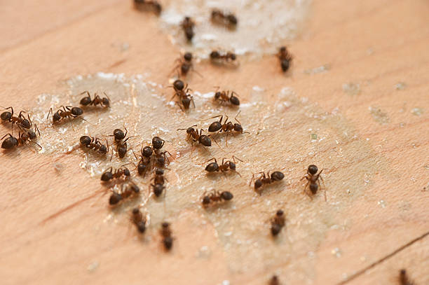 Best Wasp Removal Services  in Attica, IN